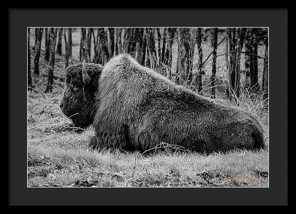 Buffalo black and white - Framed Print