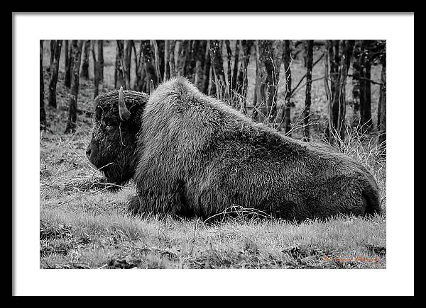 Buffalo black and white - Framed Print