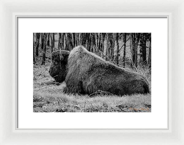 Buffalo black and white - Framed Print