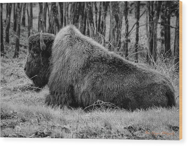 Buffalo black and white - Wood Print