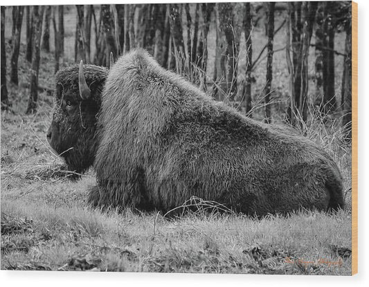 Buffalo black and white - Wood Print