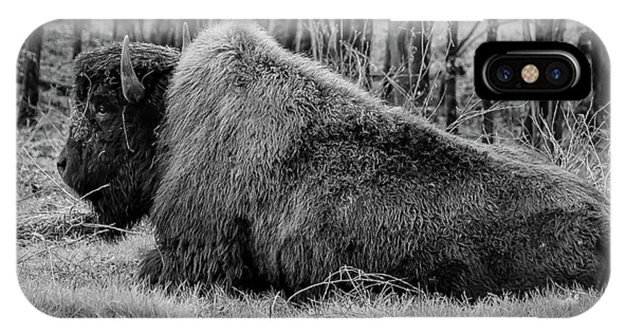 Buffalo black and white - Phone Case