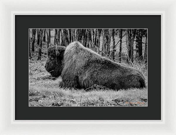 Buffalo black and white - Framed Print