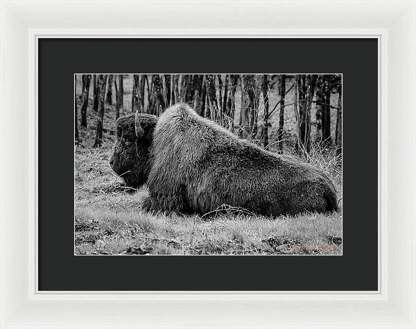 Buffalo black and white - Framed Print