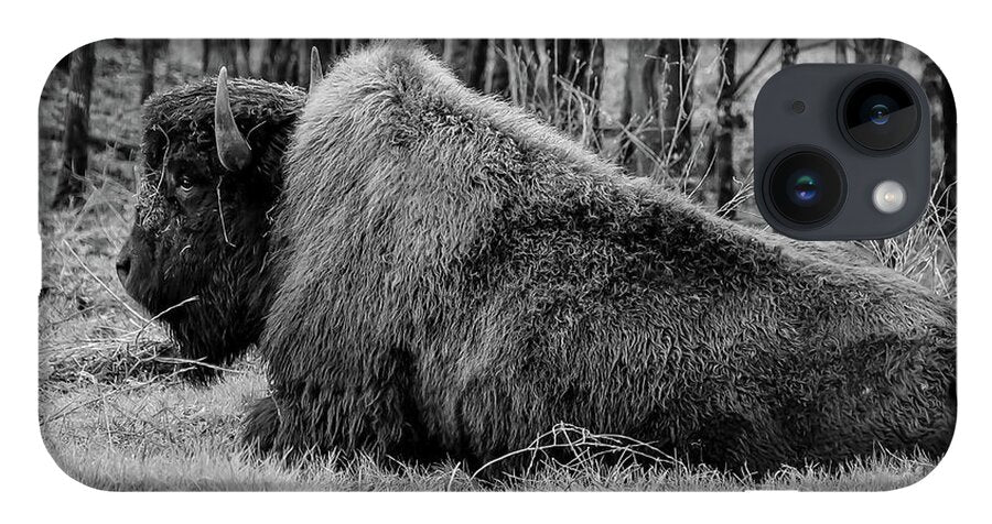 Buffalo black and white - Phone Case