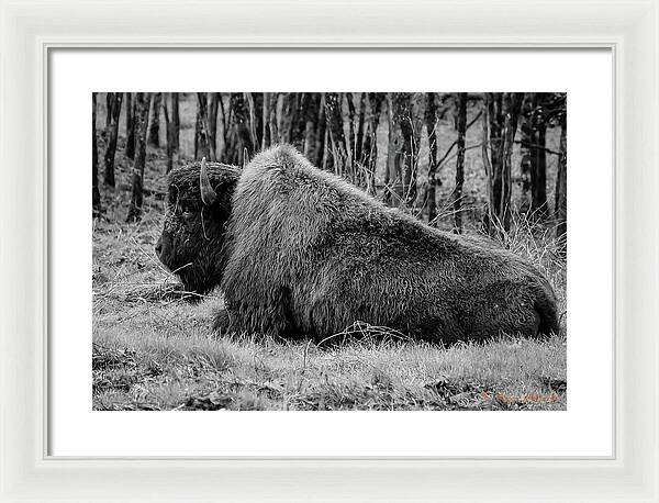 Buffalo black and white - Framed Print