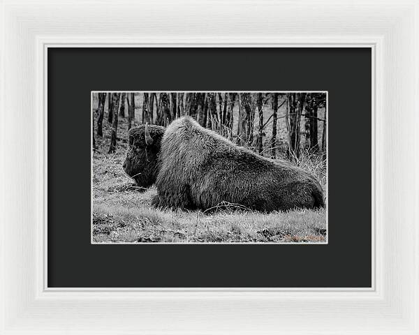 Buffalo black and white - Framed Print