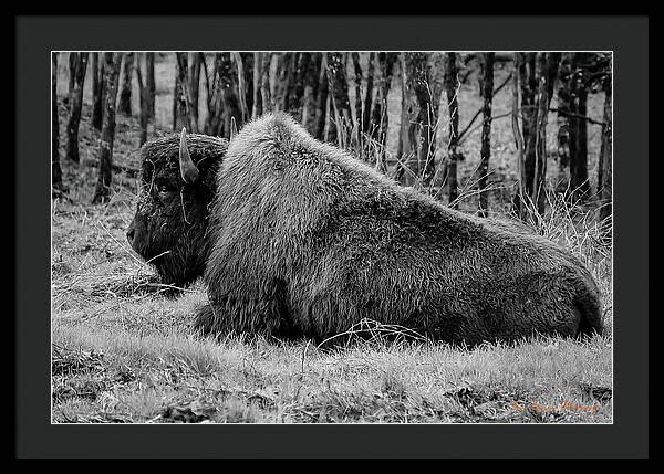 Buffalo black and white - Framed Print