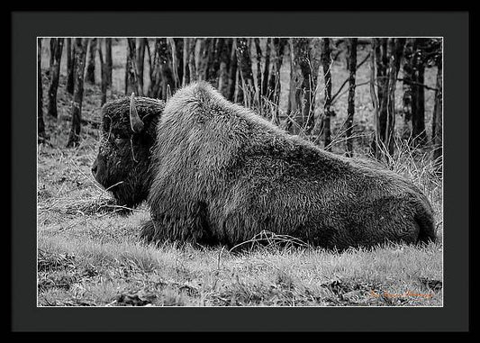 Buffalo black and white - Framed Print