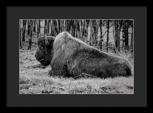 Buffalo black and white - Framed Print