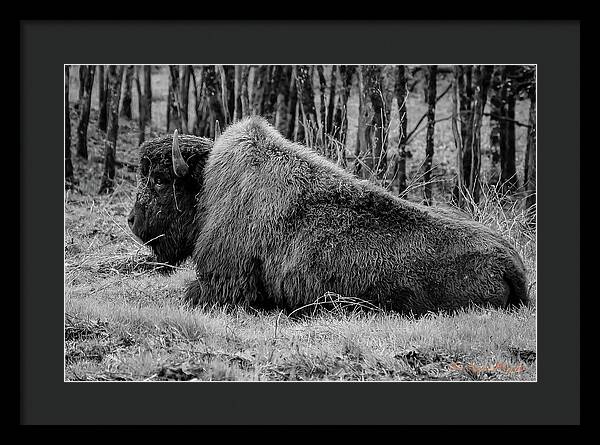 Buffalo black and white - Framed Print