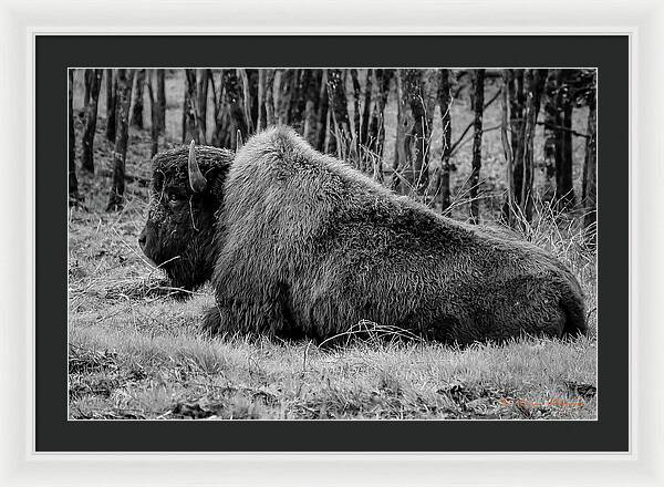 Buffalo black and white - Framed Print