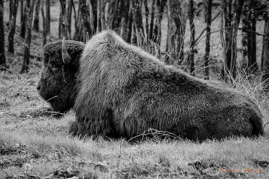 Buffalo black and white - Art Print