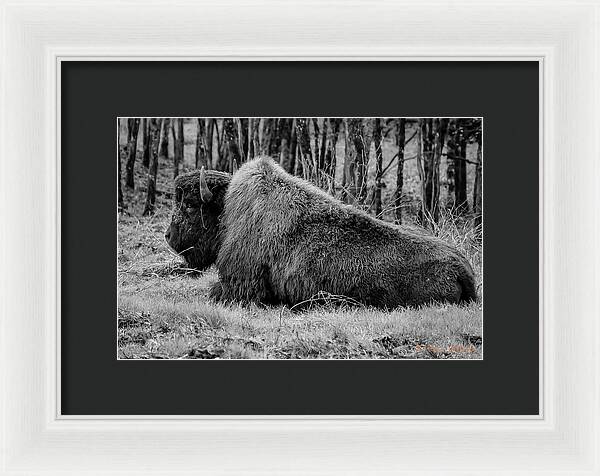 Buffalo black and white - Framed Print
