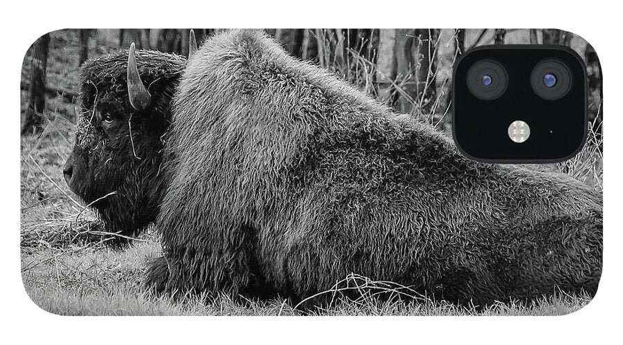 Buffalo black and white - Phone Case