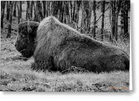 Buffalo black and white - Greeting Card