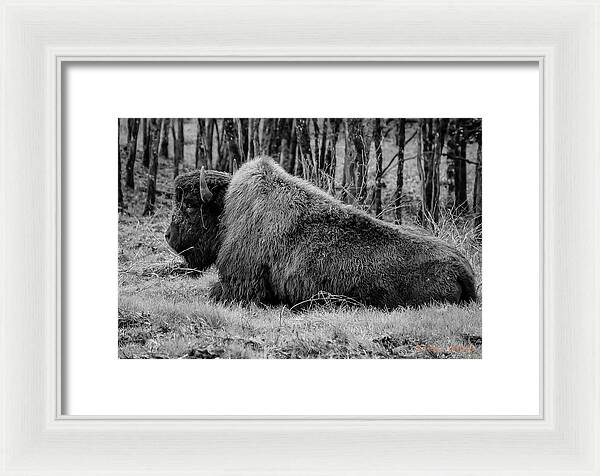Buffalo black and white - Framed Print