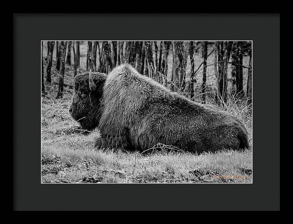 Buffalo black and white - Framed Print