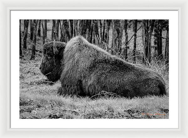 Buffalo black and white - Framed Print