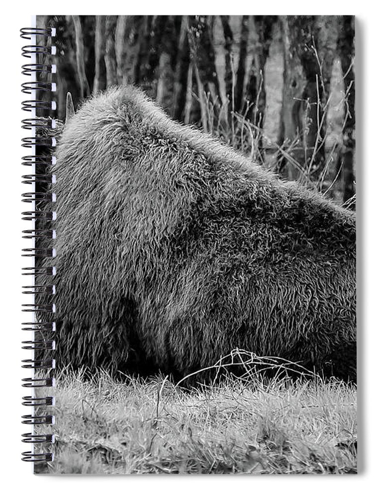 Buffalo black and white - Spiral Notebook