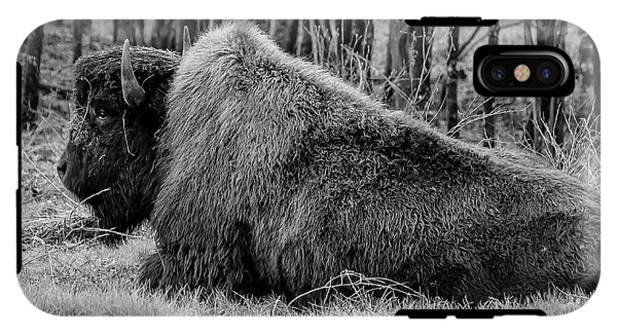Buffalo black and white - Phone Case