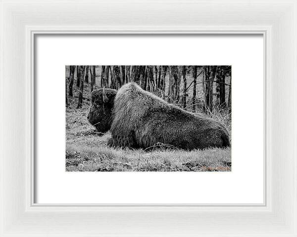 Buffalo black and white - Framed Print