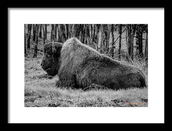 Buffalo black and white - Framed Print