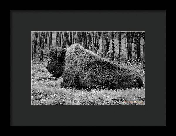 Buffalo black and white - Framed Print