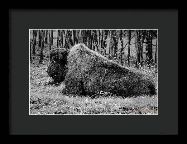 Buffalo black and white - Framed Print