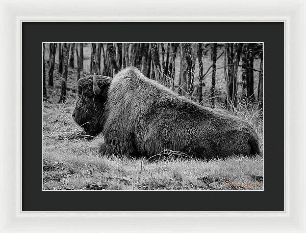 Buffalo black and white - Framed Print