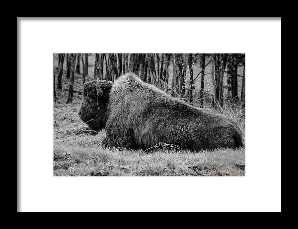 Buffalo black and white - Framed Print