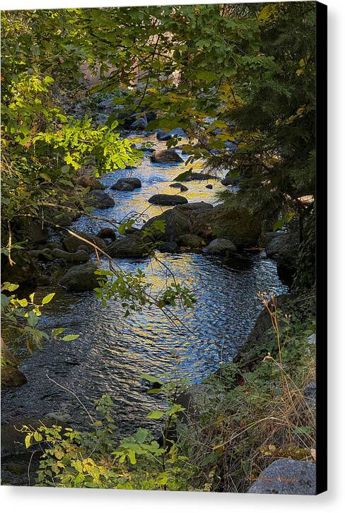 Creek - Canvas Print