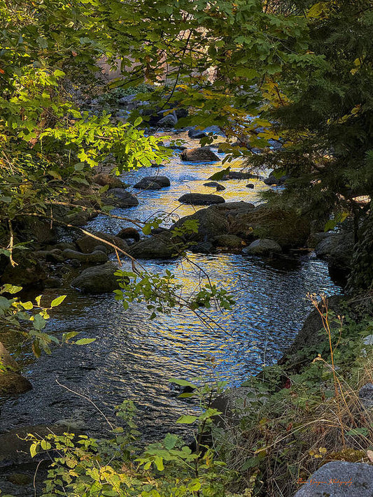 Creek - Art Print
