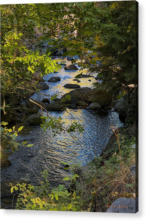 Creek - Acrylic Print
