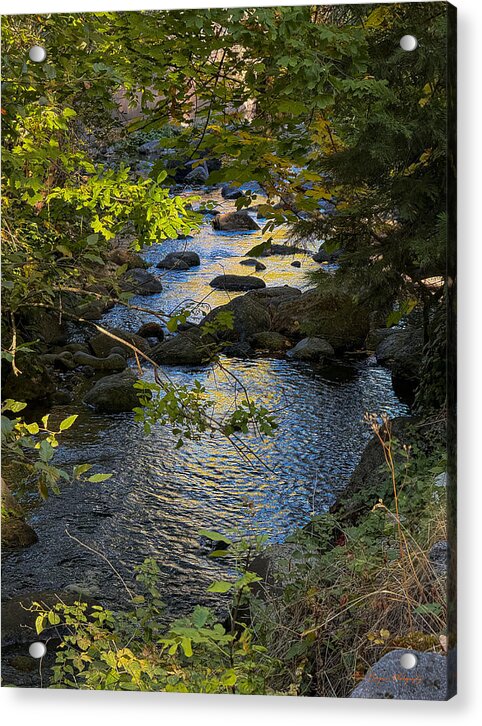 Creek - Acrylic Print