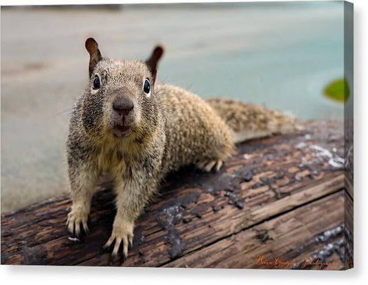 Curious Squirrel on a Log - Canvas Print