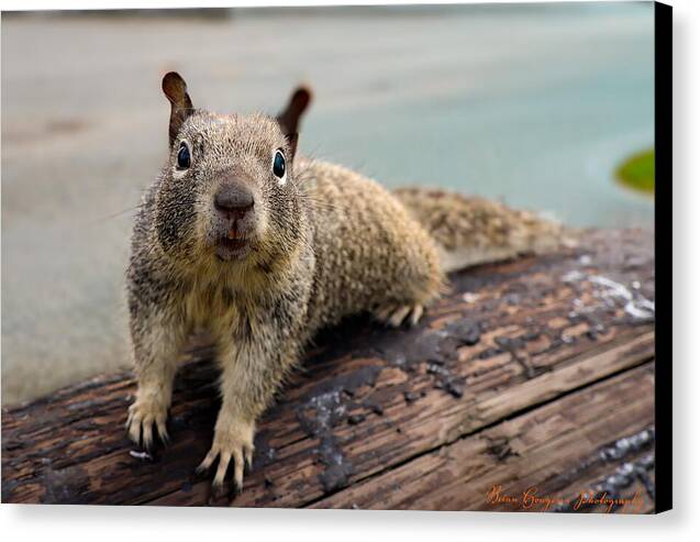 Curious Squirrel on a Log - Canvas Print