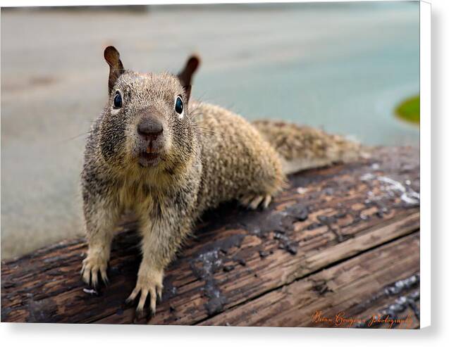 Curious Squirrel on a Log - Canvas Print