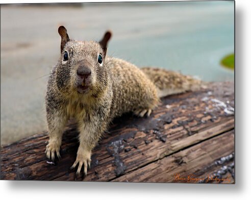 Curious Squirrel on a Log - Metal Print