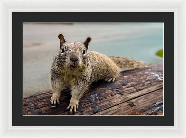 Curious Squirrel on a Log - Framed Print