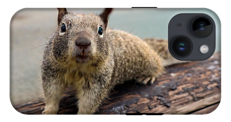 Curious Squirrel on a Log - Phone Case