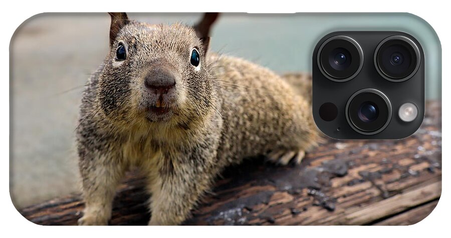 Curious Squirrel on a Log - Phone Case