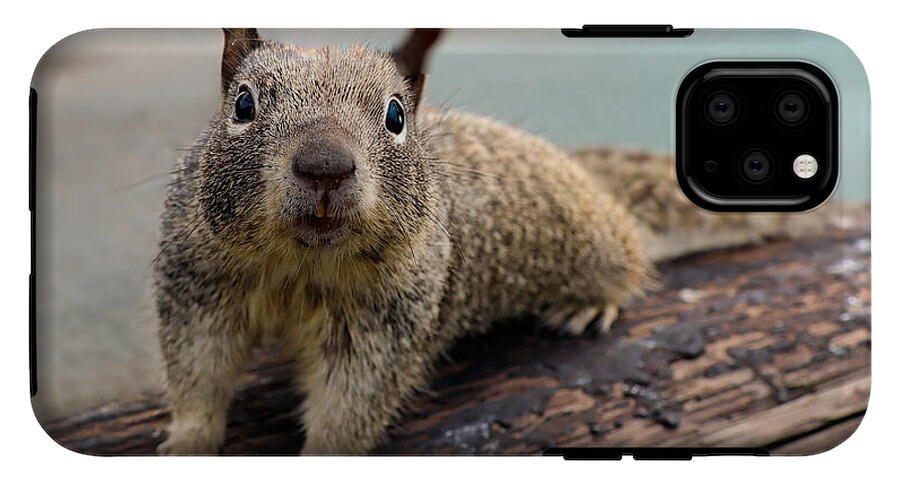 Curious Squirrel on a Log - Phone Case