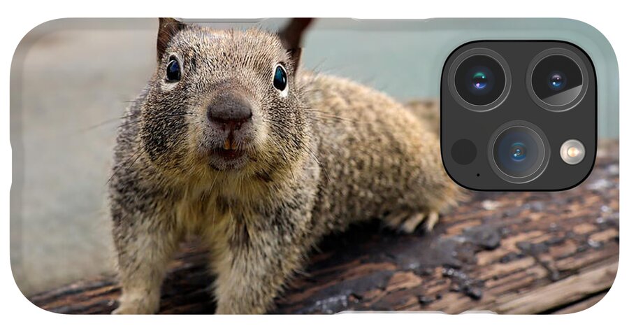 Curious Squirrel on a Log - Phone Case