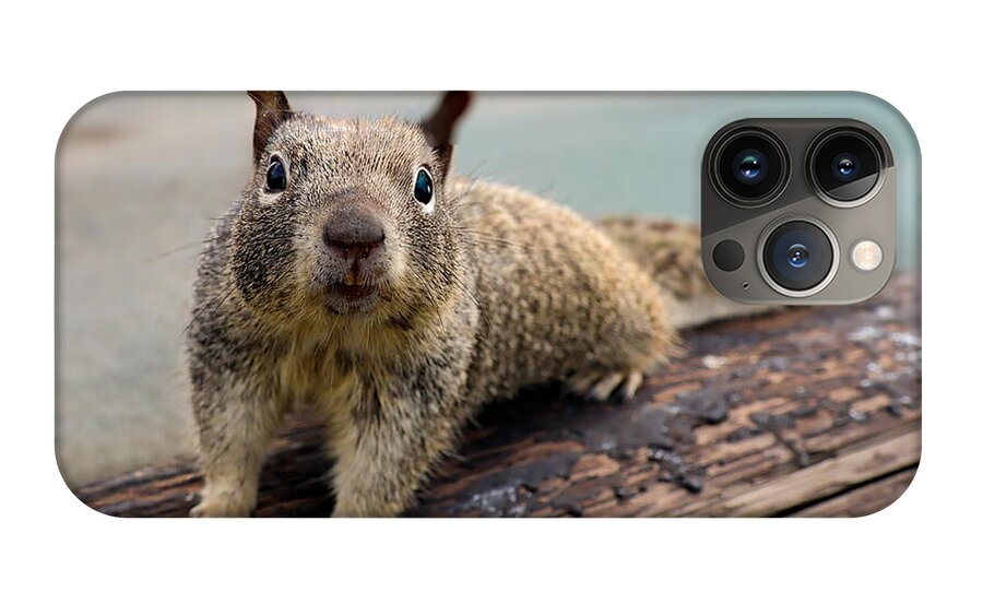 Curious Squirrel on a Log - Phone Case