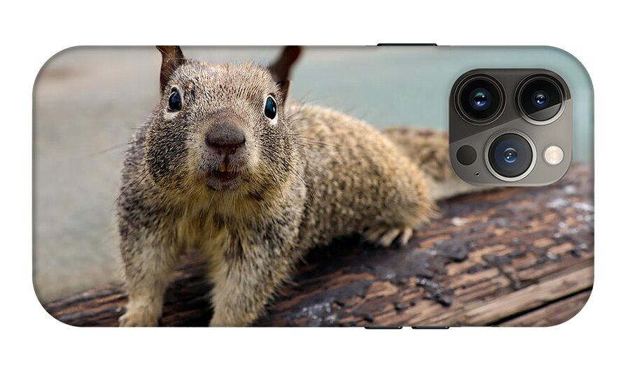 Curious Squirrel on a Log - Phone Case