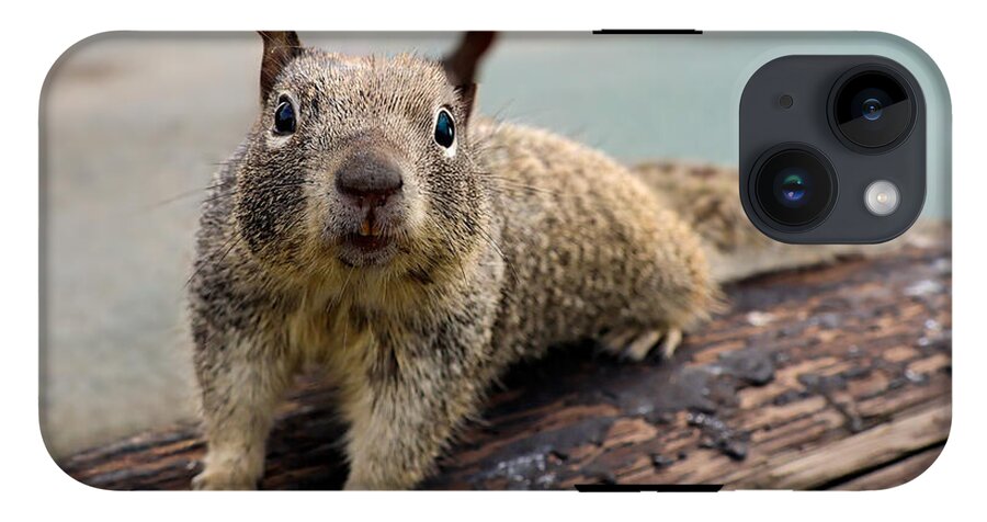 Curious Squirrel on a Log - Phone Case