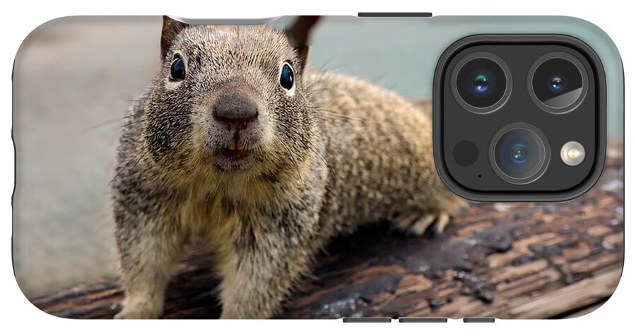 Curious Squirrel on a Log - Phone Case