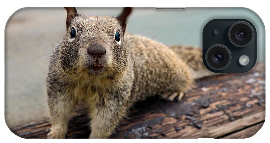 Curious Squirrel on a Log - Phone Case