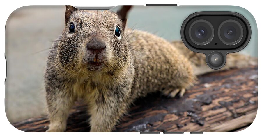 Curious Squirrel on a Log - Phone Case